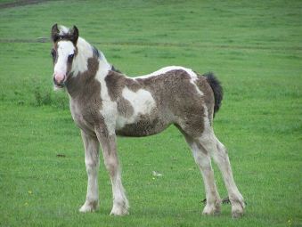 Click for larger image